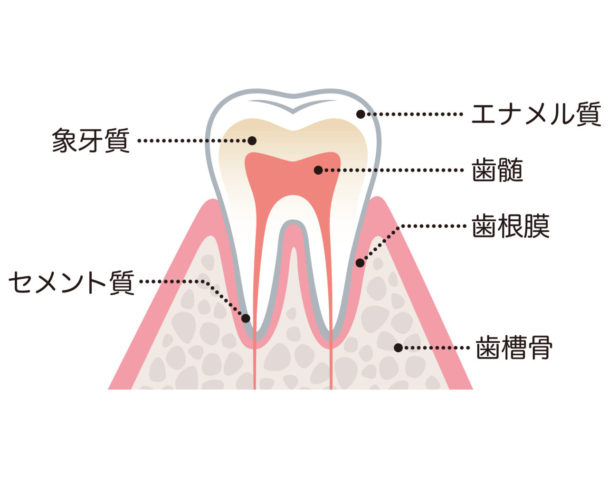 とても大事な歯の神経 | 鎌倉市梶原の歯を守る歯医者｜かじわら歯科クリニック